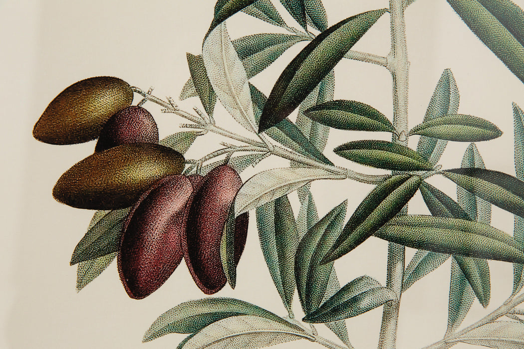 OLIVE PICHOLINE Rahmen