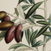 OLIVE PICHOLINE Rahmen