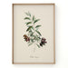 OLIVE PICHOLINE Rahmen