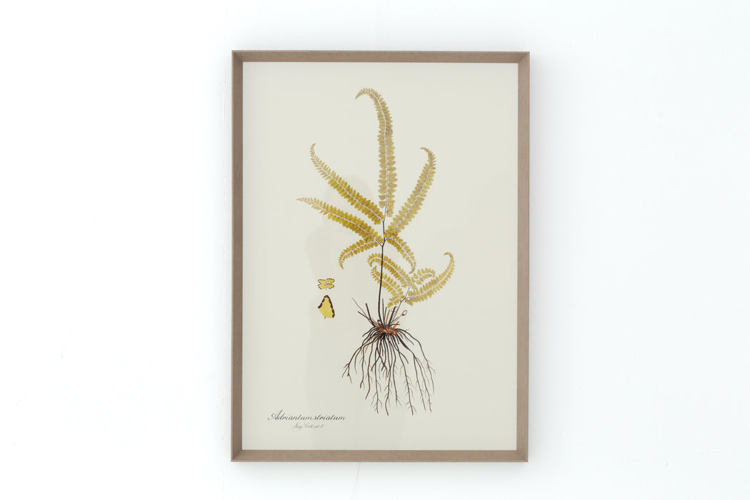 ADRIANTUM STRIATUM Rahmen