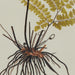 ADRIANTUM STRIATUM Rahmen