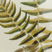 BLECHNUM OCCIDENTALE Rahmen
