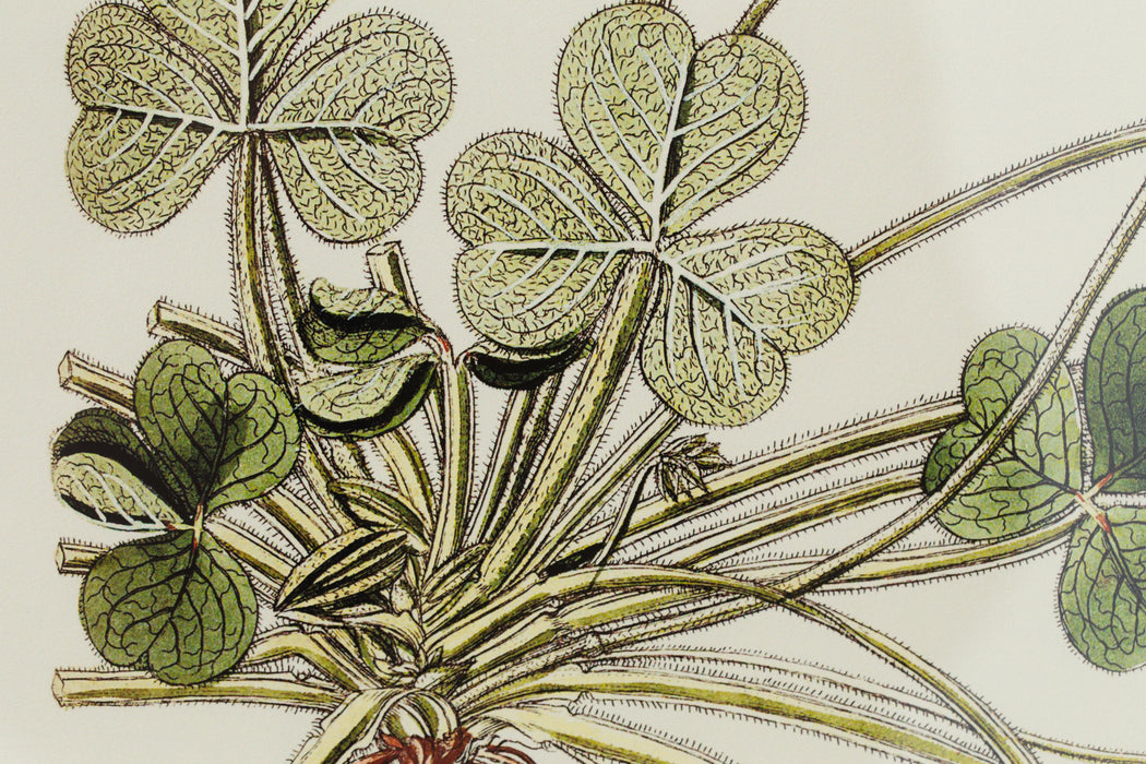 OXALIS COMPRESSA Rahmen