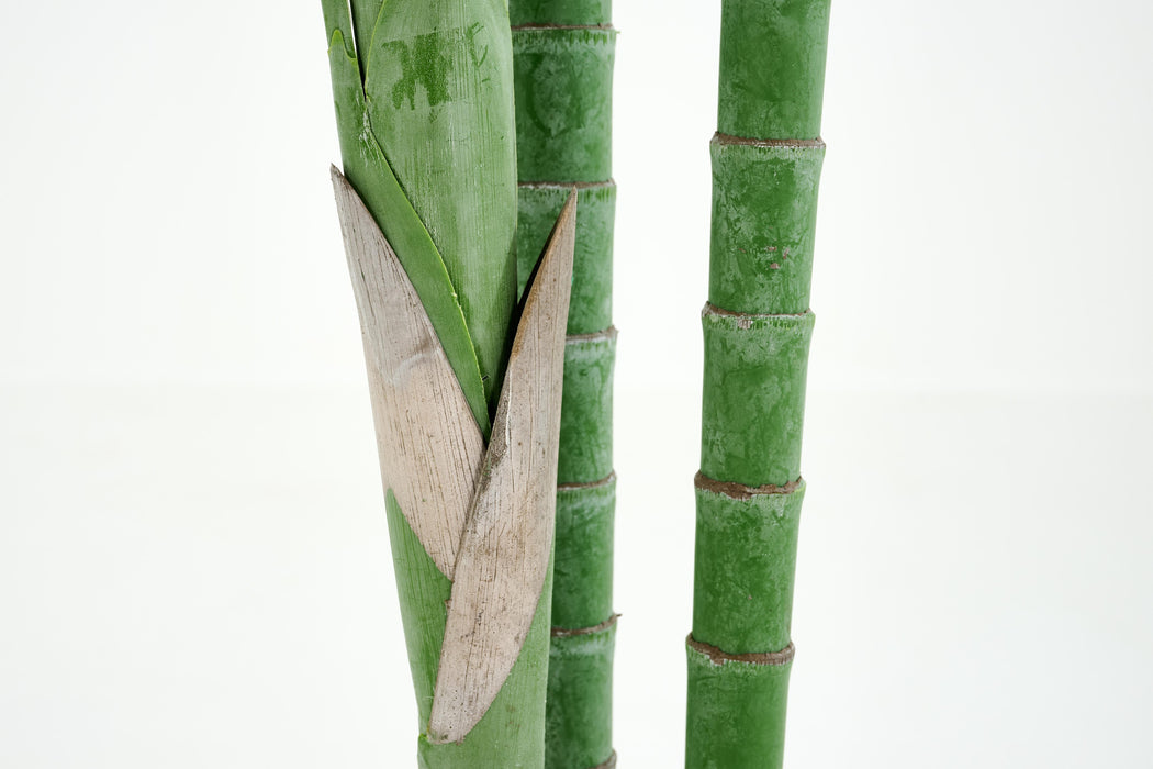 ARECA PALM Pflanze